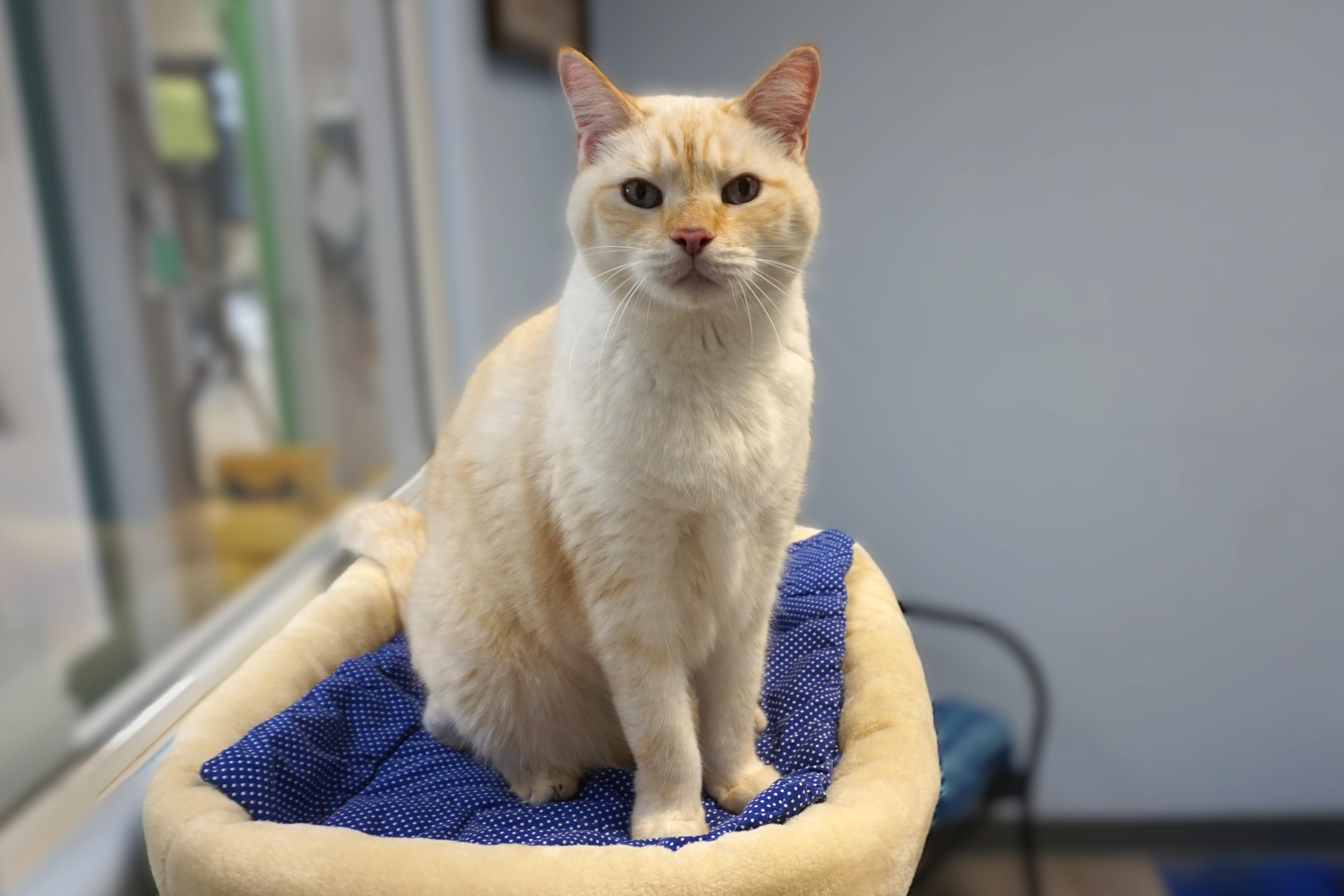 Enlarge Chippin, a ADOPTABLE Domestic Short Hair in Fountain Hills, AZ image 2/4