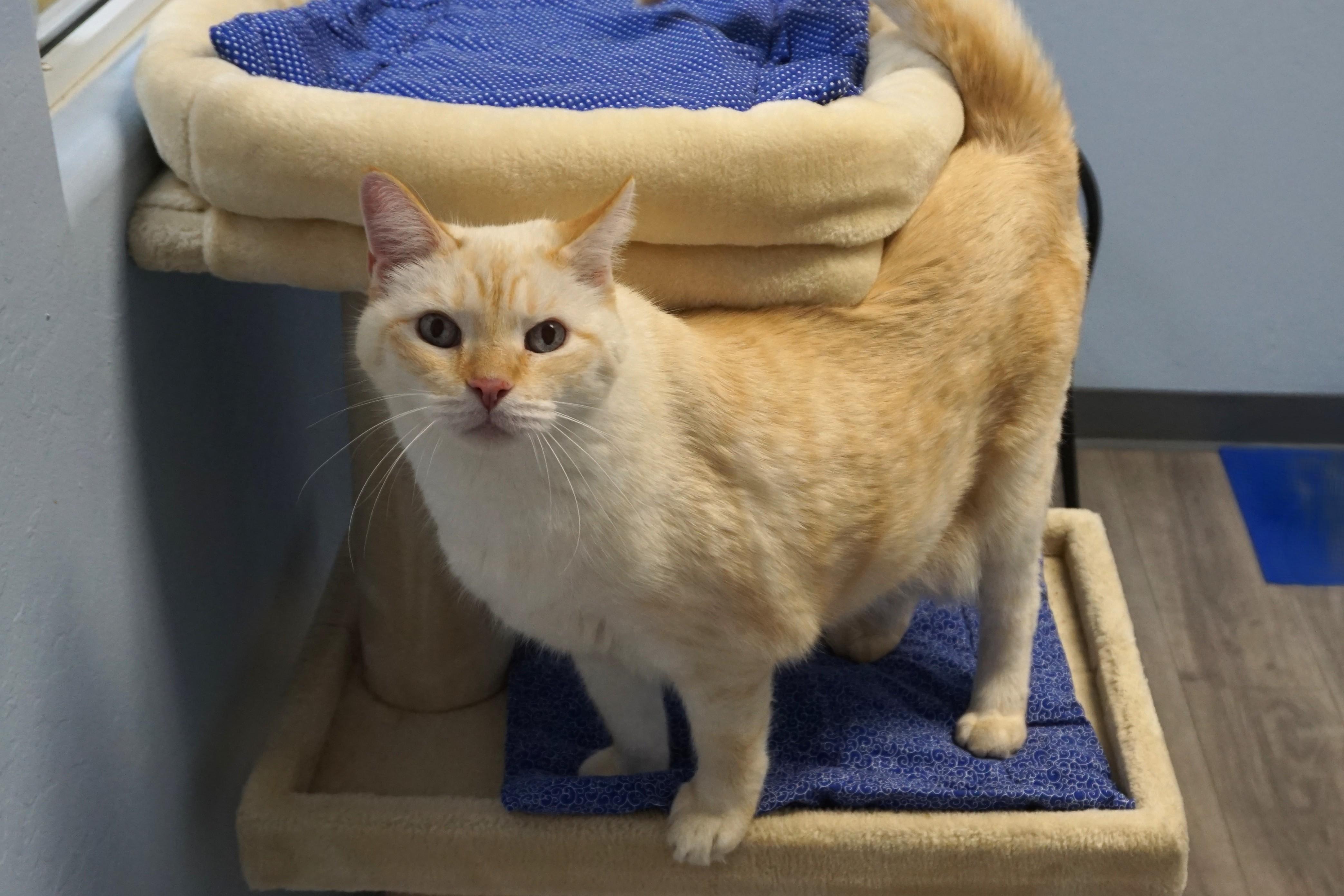 Enlarge Chippin, a ADOPTABLE Domestic Short Hair in Fountain Hills, AZ image 3/4