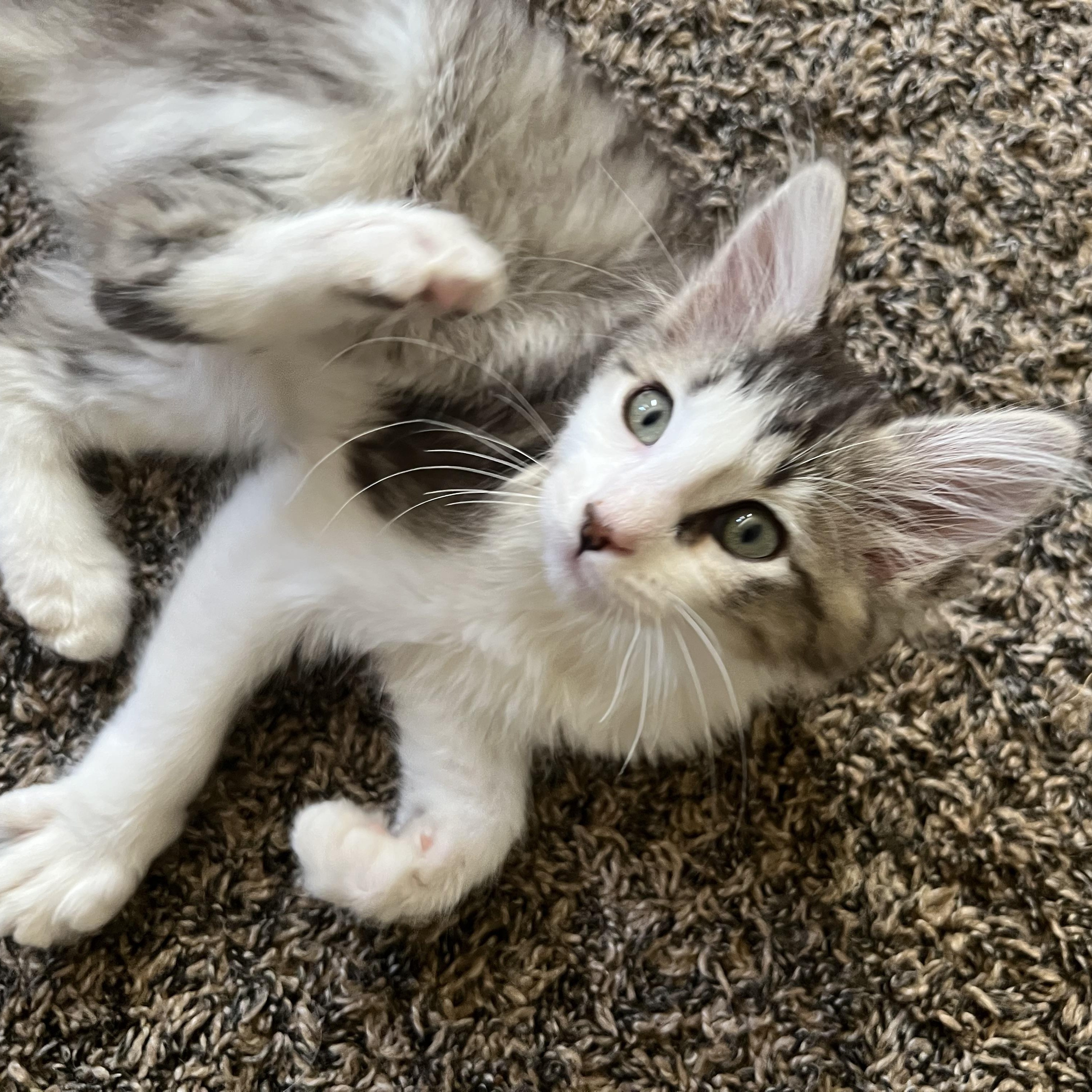 Anna, an adopted Tabby in Pasco, WA image 3/6
