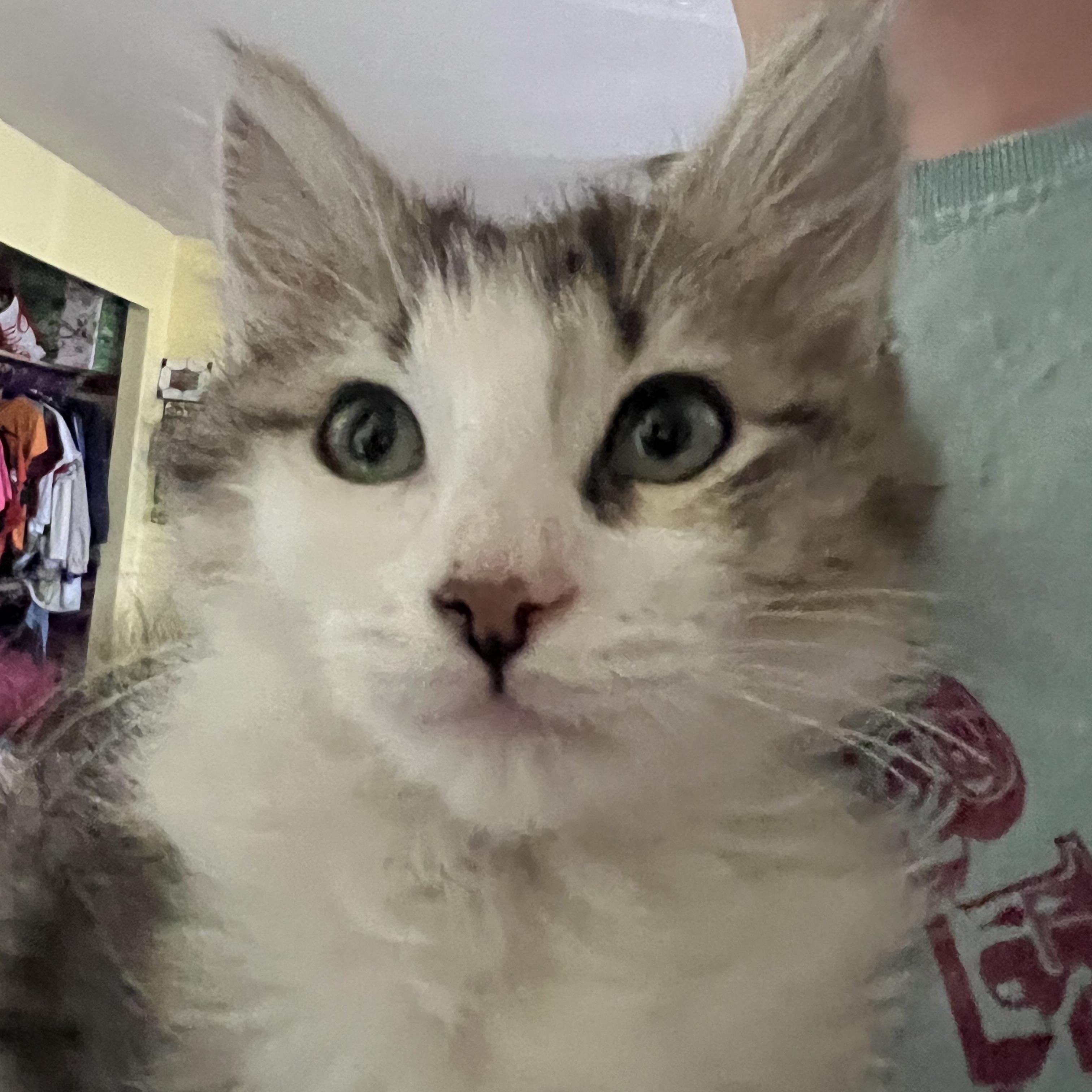 Anna, an adopted Tabby in Pasco, WA image 4/6