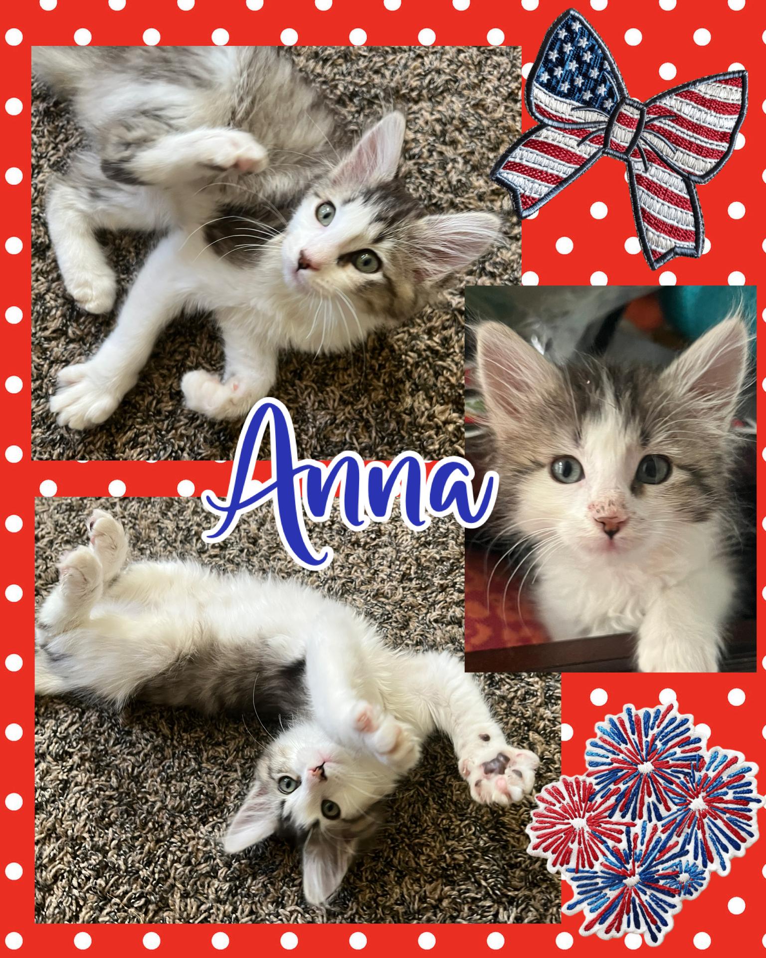 Anna, adopted, Kitten Female Tabby.