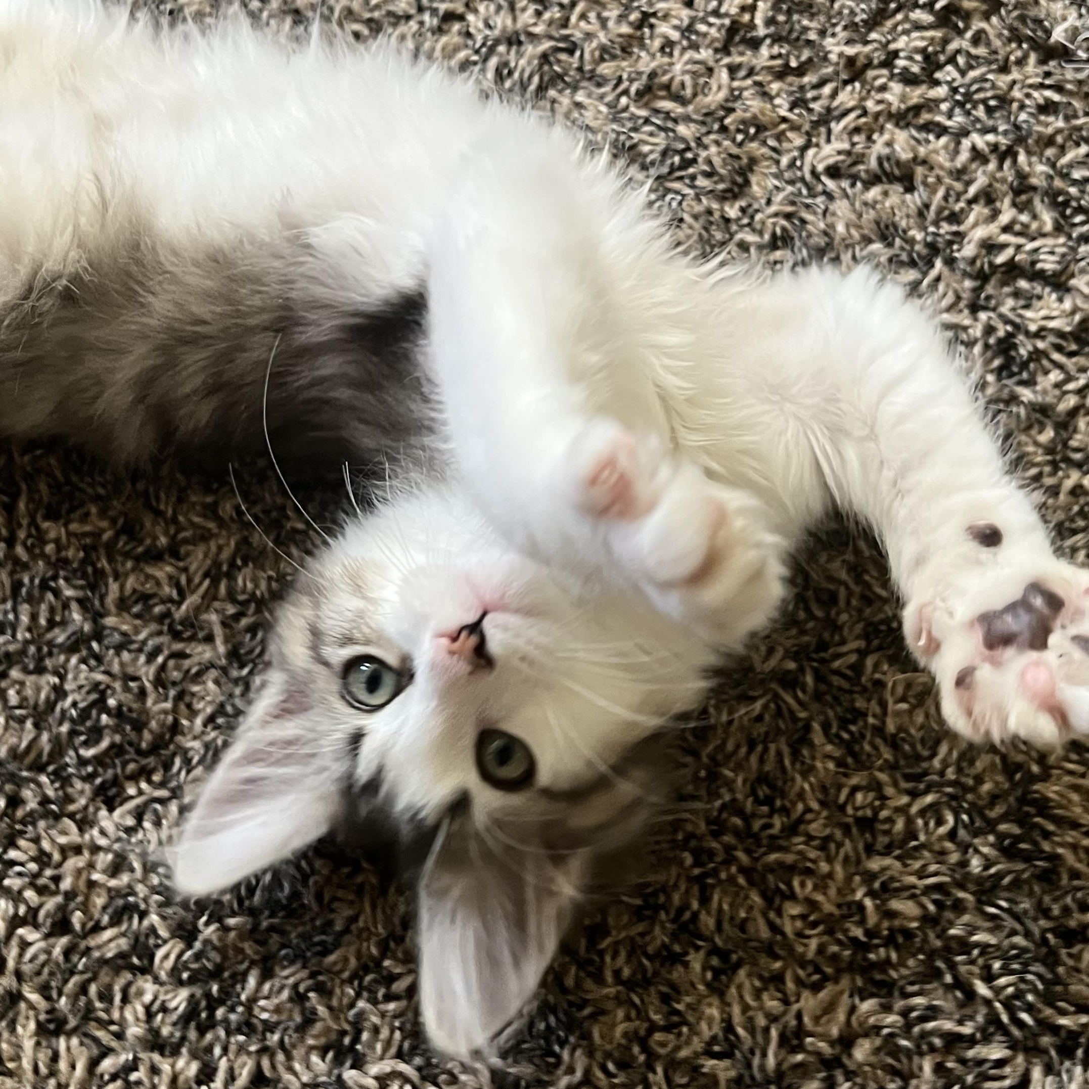 Anna, an adopted Tabby in Pasco, WA image 2/6