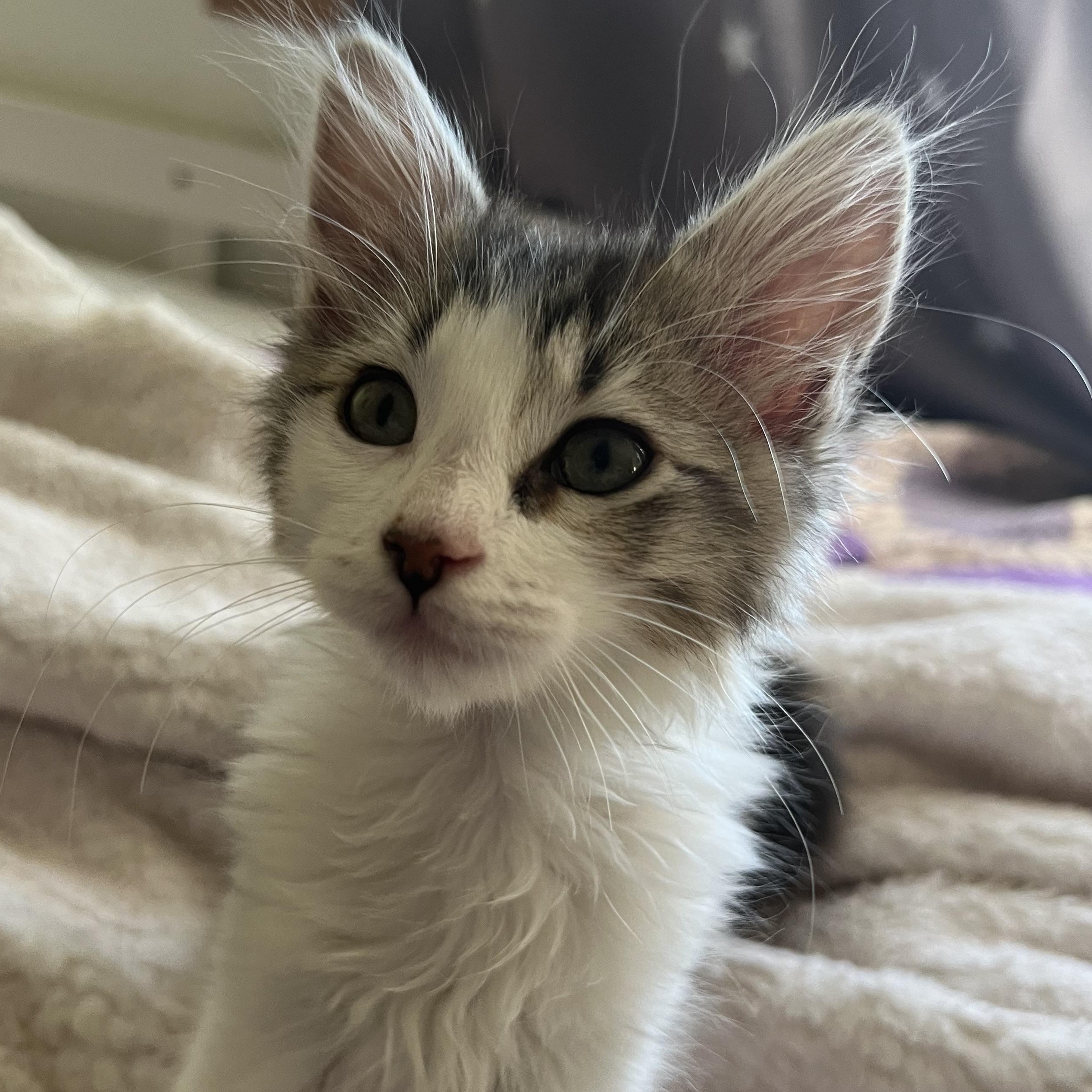 Anna, an adopted Tabby in Pasco, WA image 5/6