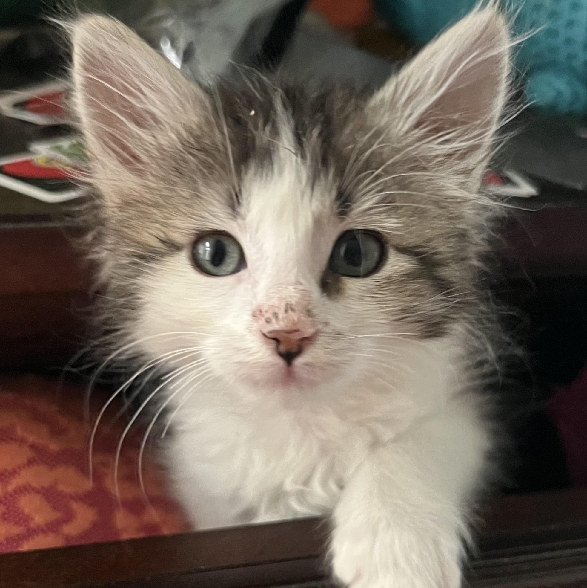 Anna, an adopted Tabby in Pasco, WA image 6/6