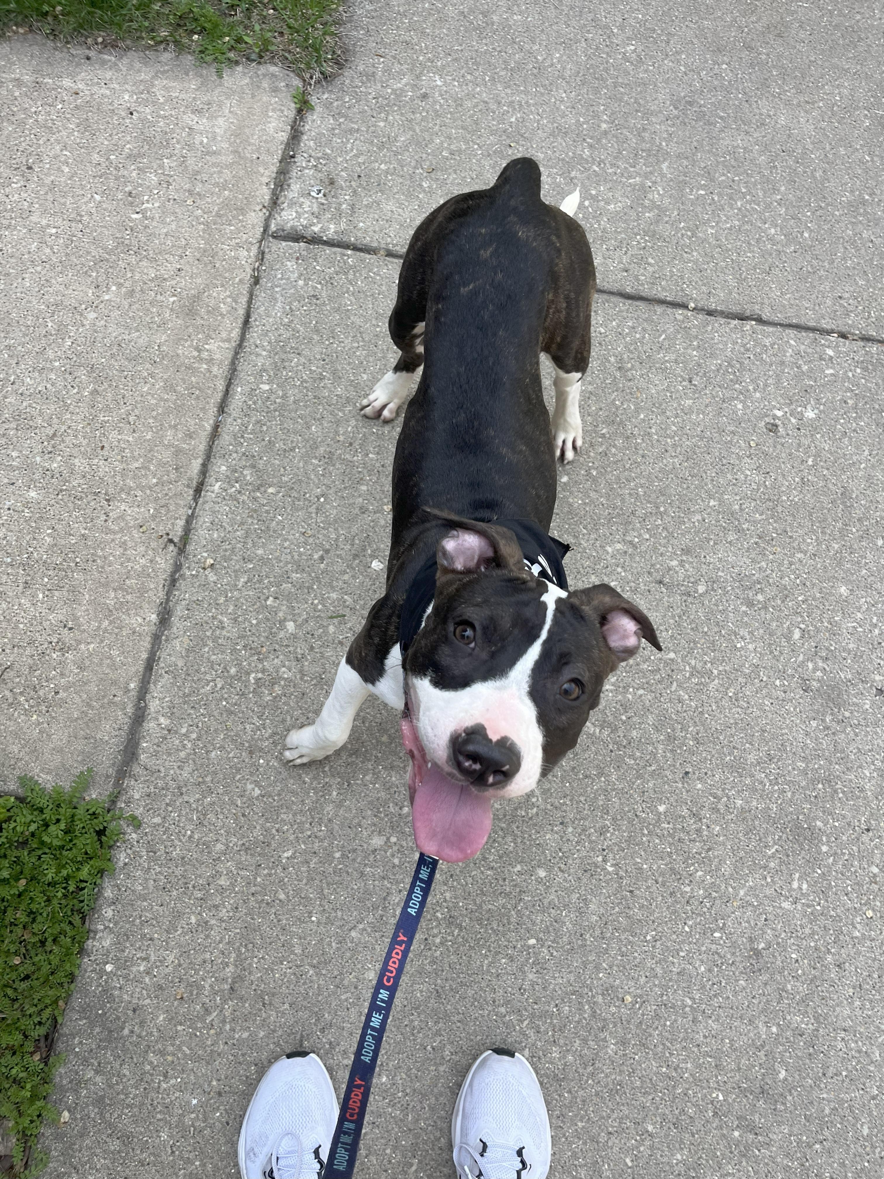 Enlarge Lola, a Adoptable mixed breed in Chicago, IL image 6/6