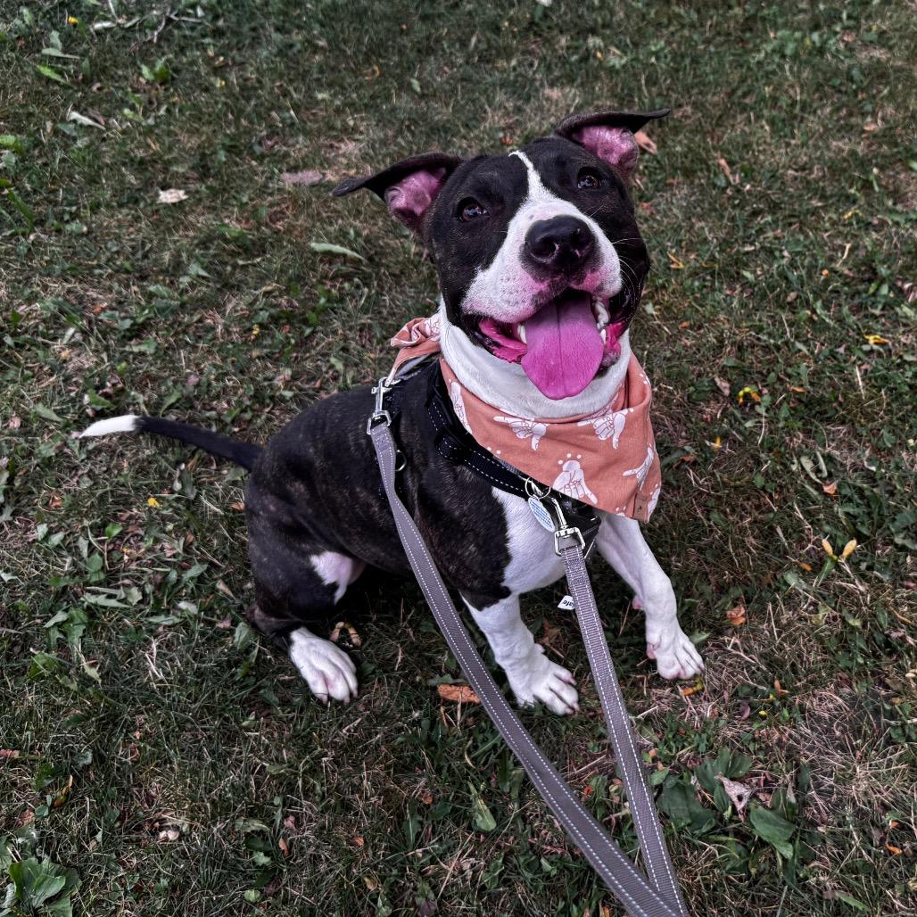 Enlarge Lola, a Adoptable mixed breed in Chicago, IL image 3/4