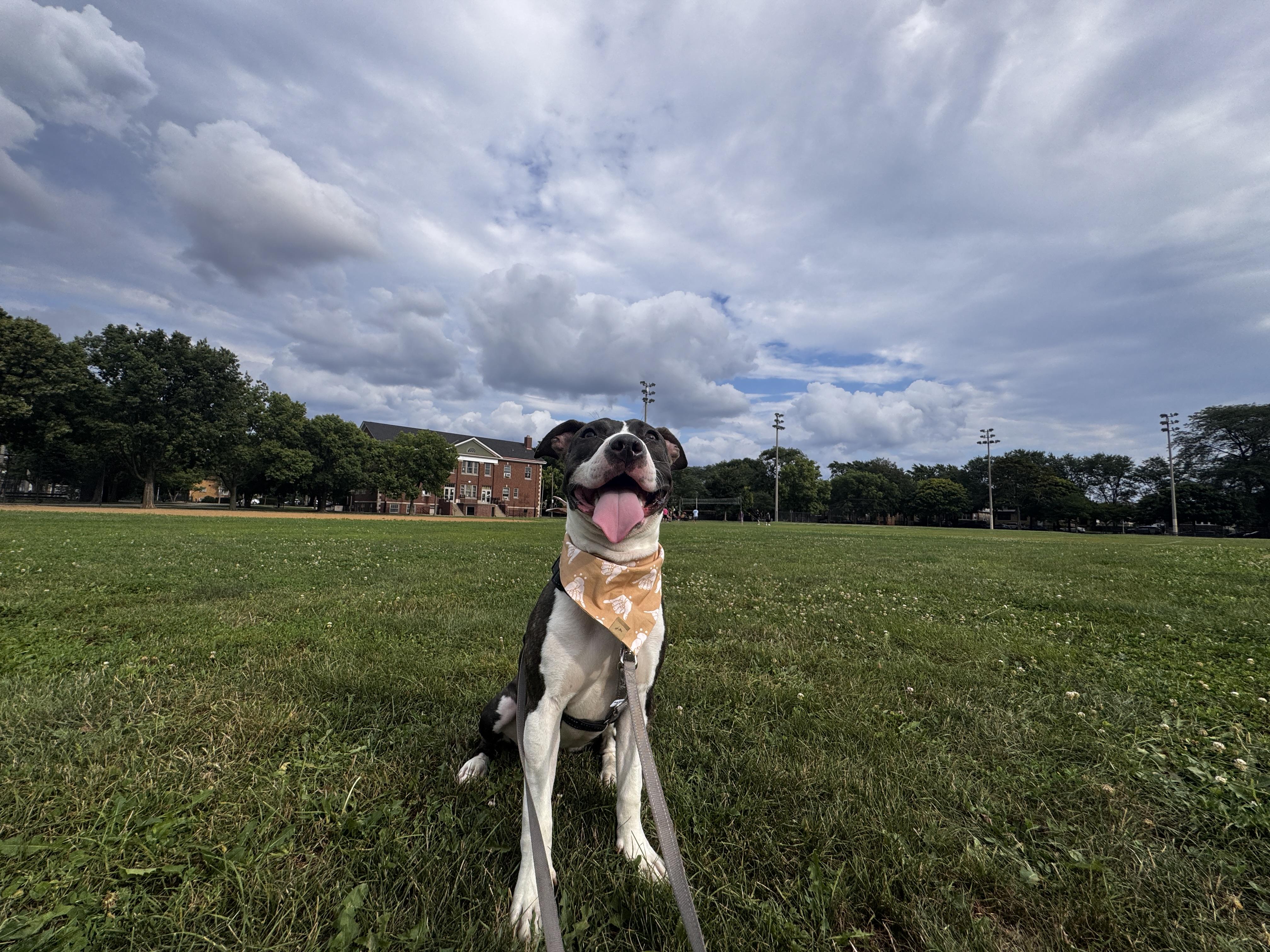 Enlarge Lola, a Adoptable mixed breed in Chicago, IL image 2/6