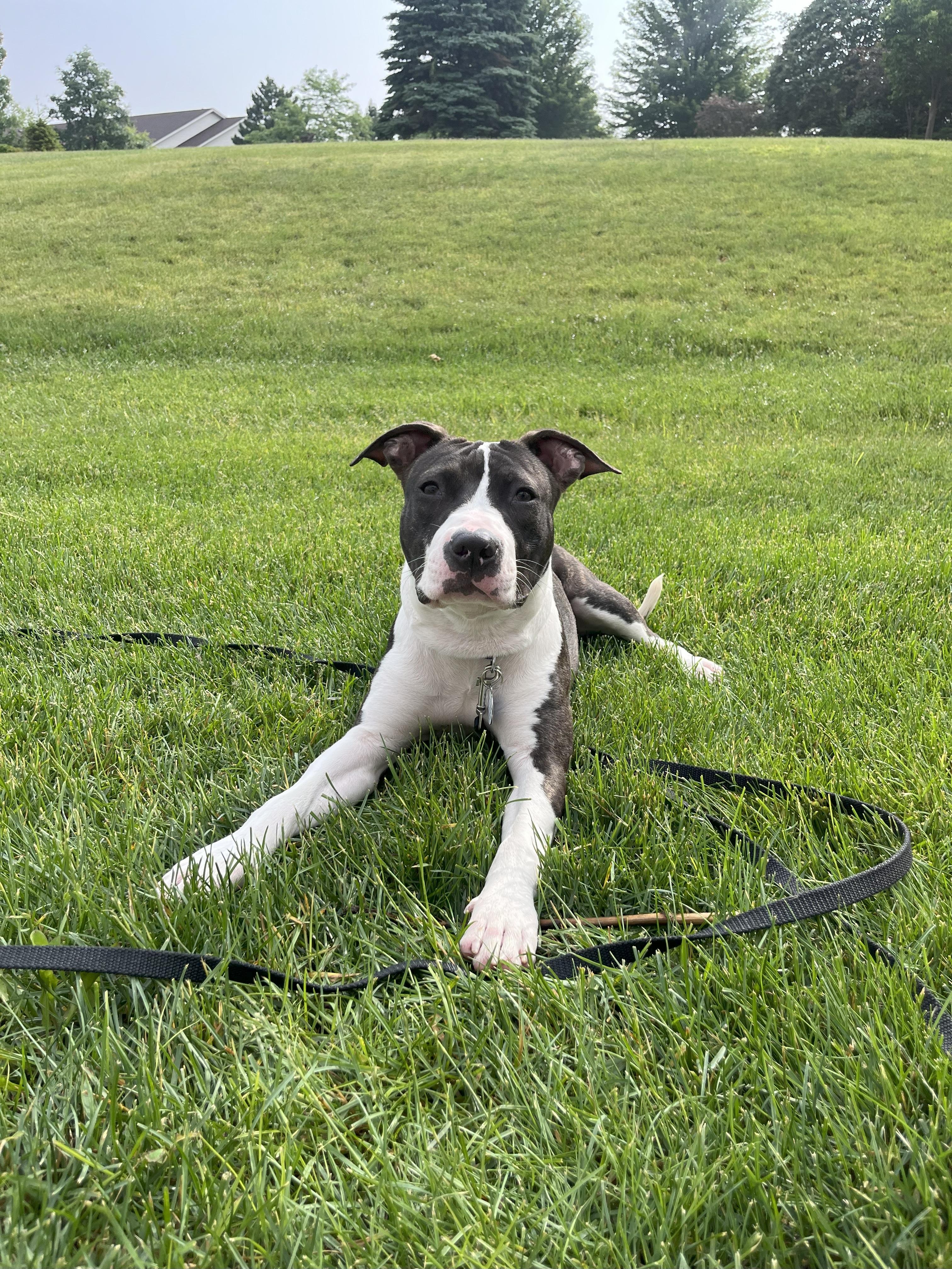 Lola, Adoptable, Young Female Pit Bull Terrier & Mixed Breed.