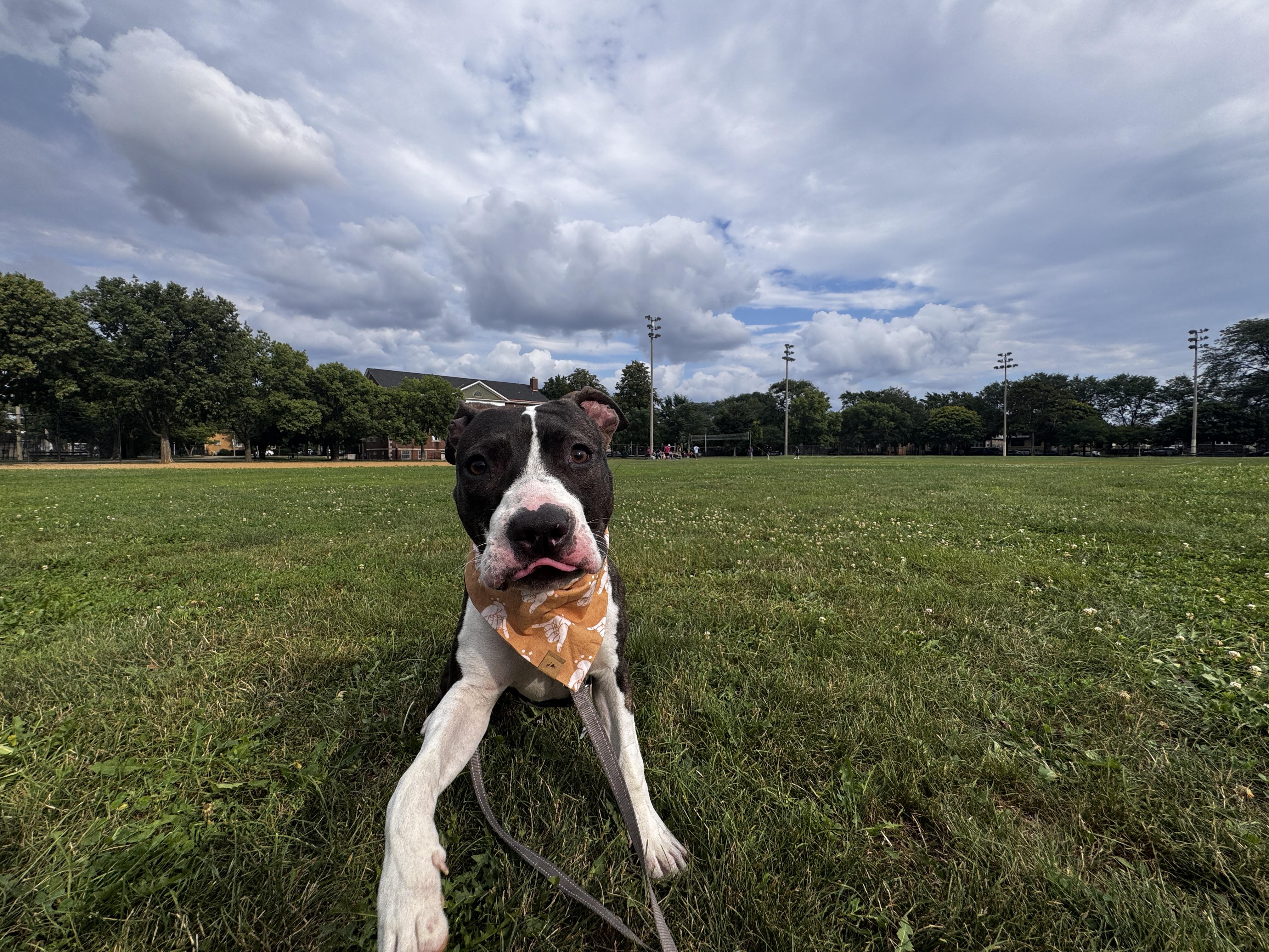 Enlarge Lola, a Adoptable mixed breed in Chicago, IL image 1/6