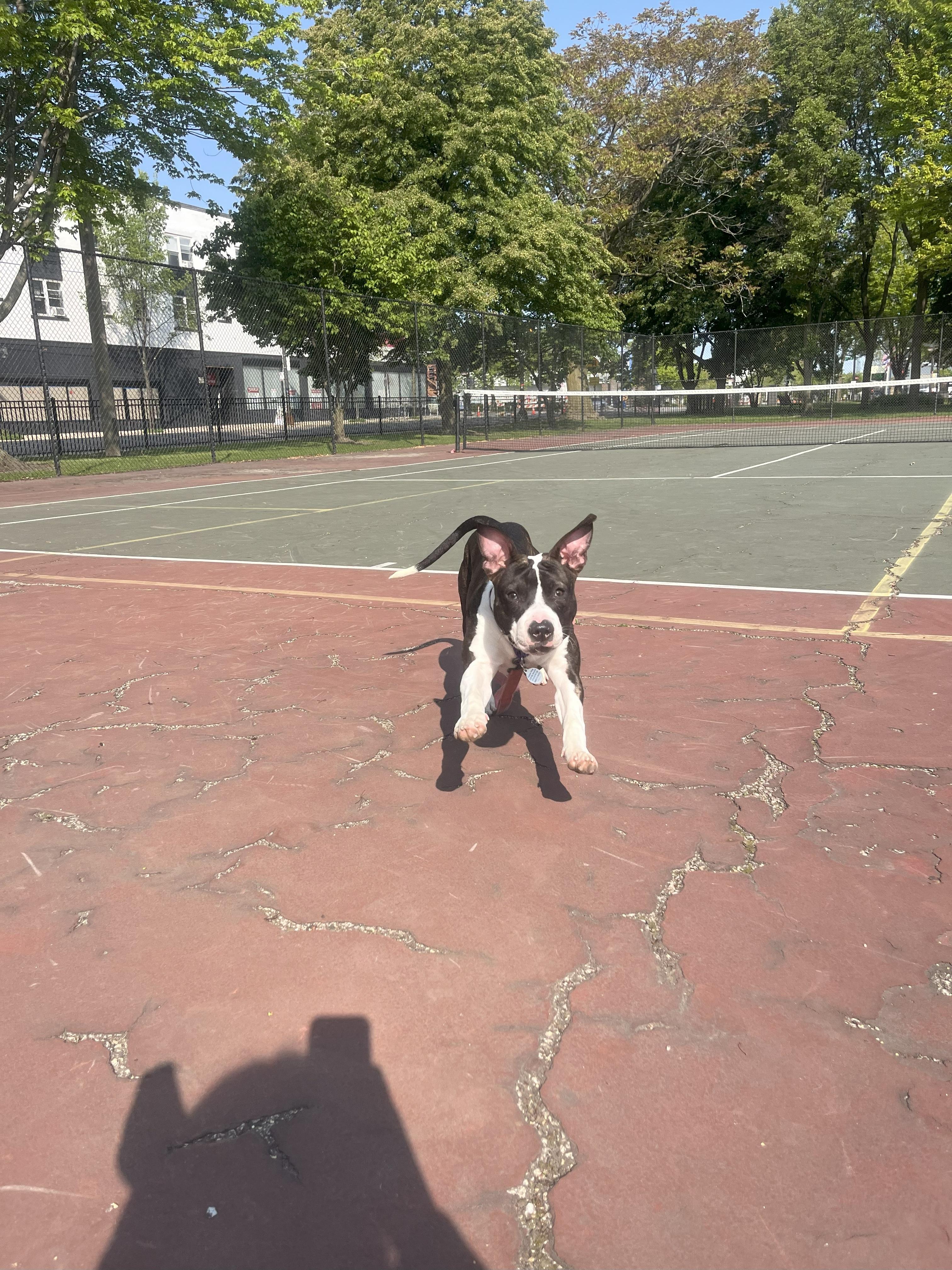 Enlarge Lola, a Adoptable mixed breed in Chicago, IL image 5/6