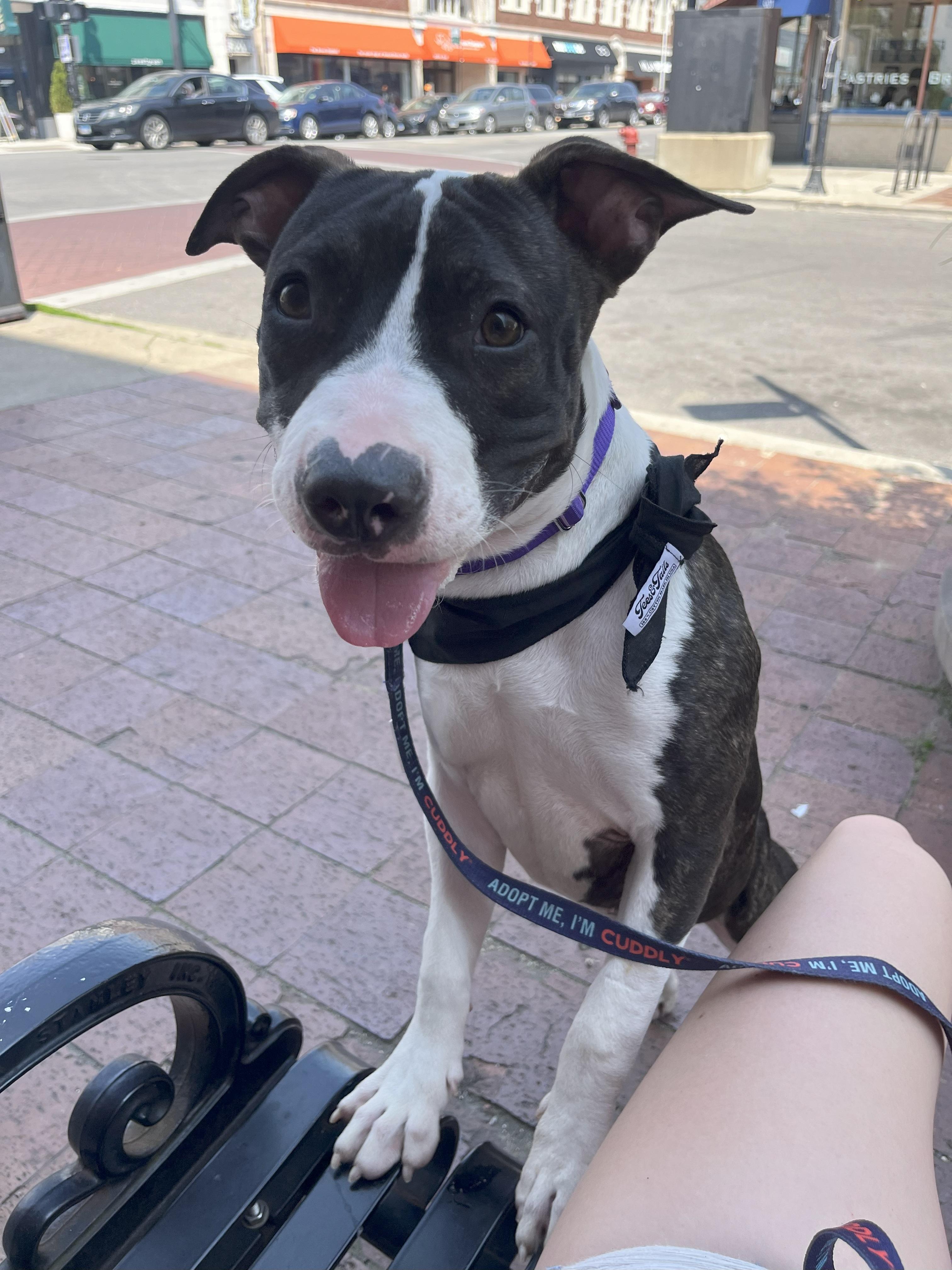 Enlarge Lola, a Adoptable mixed breed in Chicago, IL image 4/6