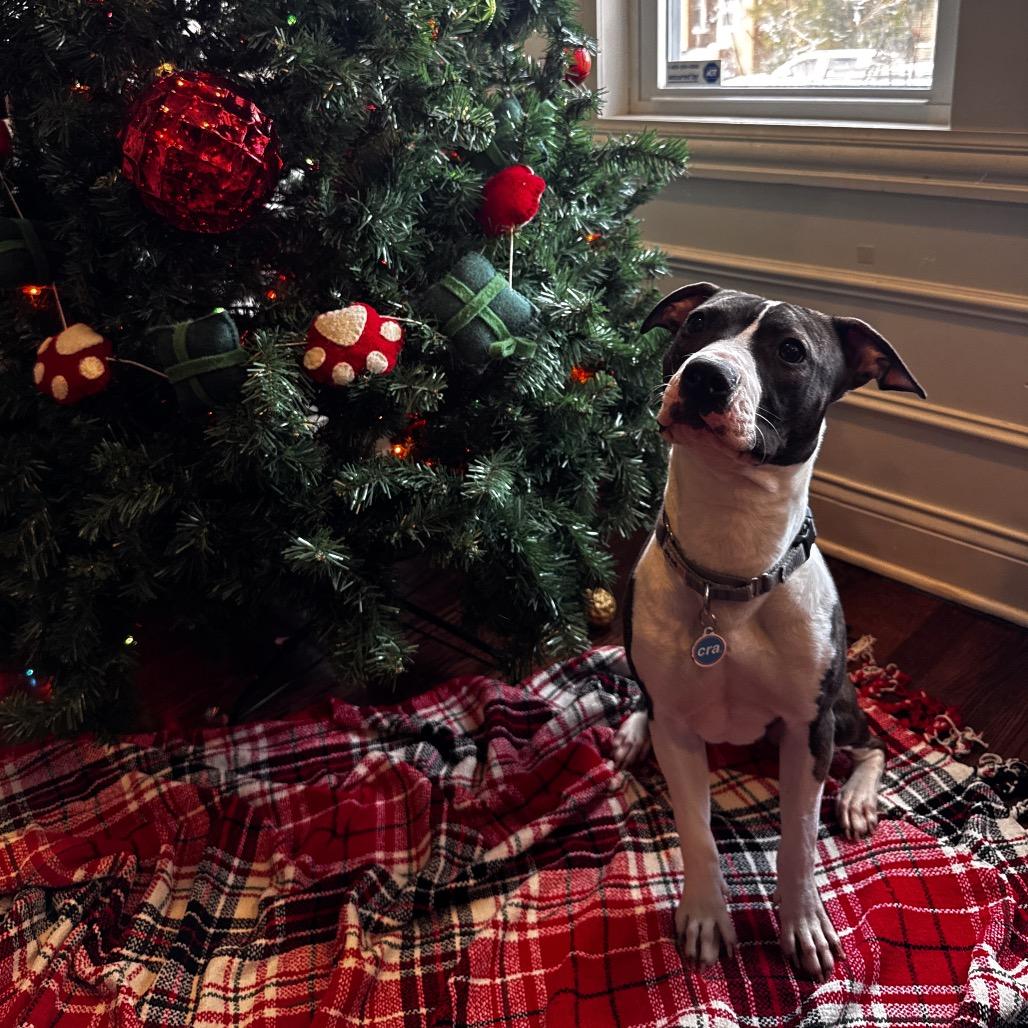 Enlarge Lola, a Adoptable mixed breed in Chicago, IL image 4/4