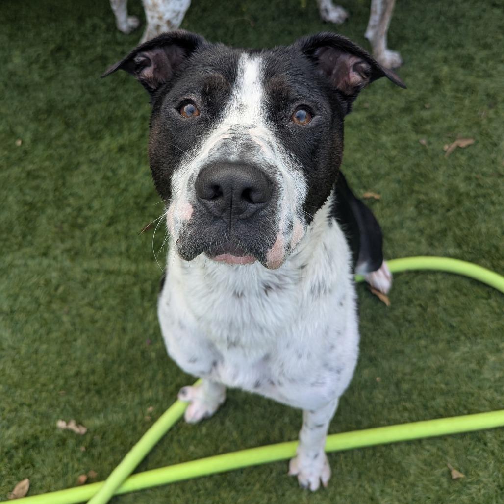 Domino, Adoptable, Adult Male American Staffordshire Terrier & Border Collie.