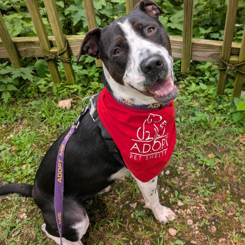 Enlarge Domino, a Adoptable mixed breed in Naperville, IL image 1/6