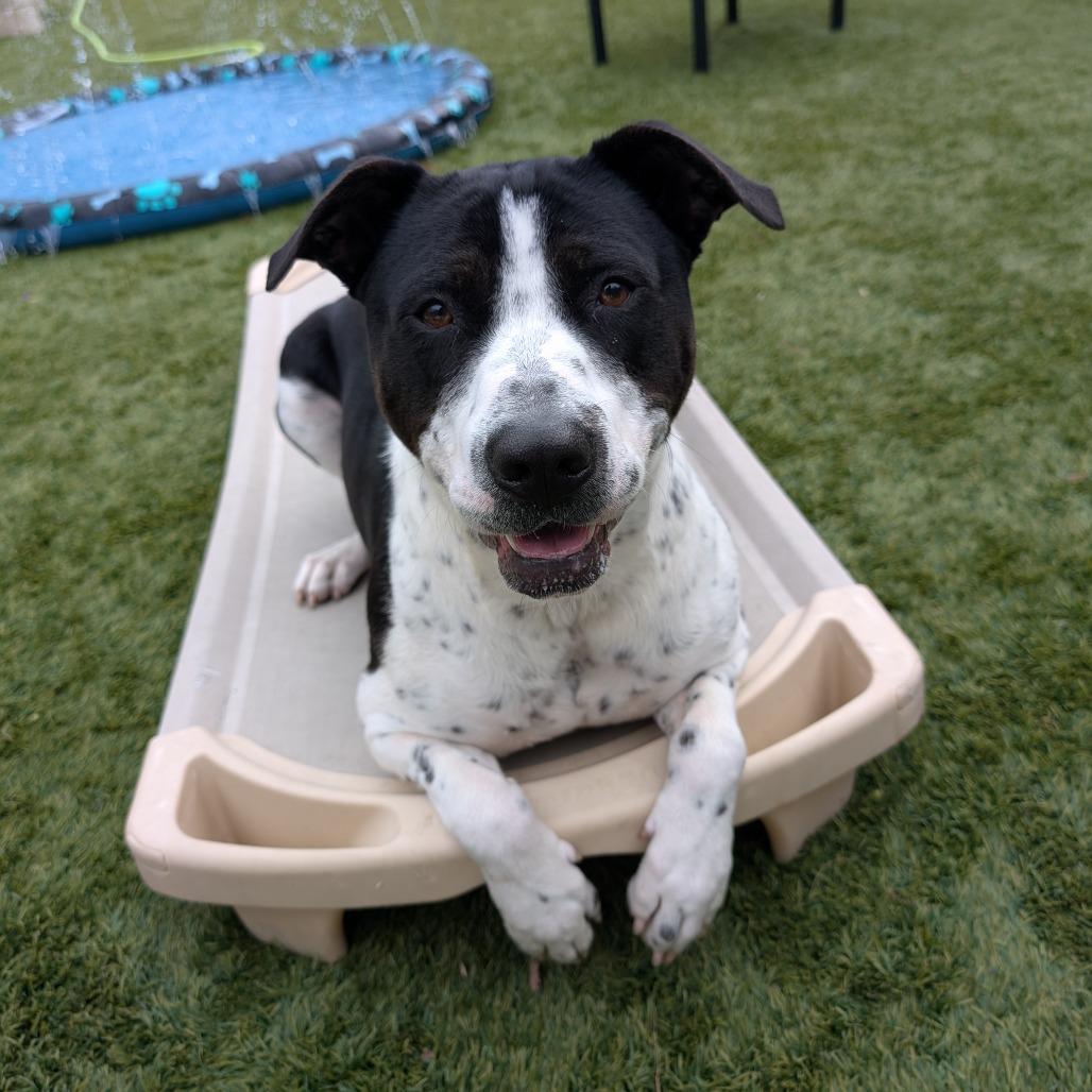 Domino, Adoptable, Adult Male Pit Bull Terrier.