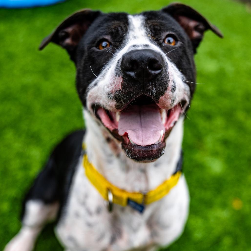 Enlarge Domino, a Adoptable mixed breed in Naperville, IL image 6/6