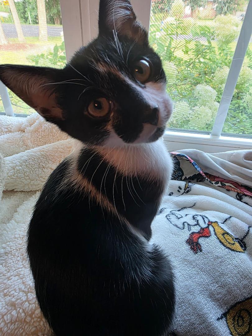 Enlarge Cali, a Adoptable Domestic Short Hair in Ashland, VA image 1/3