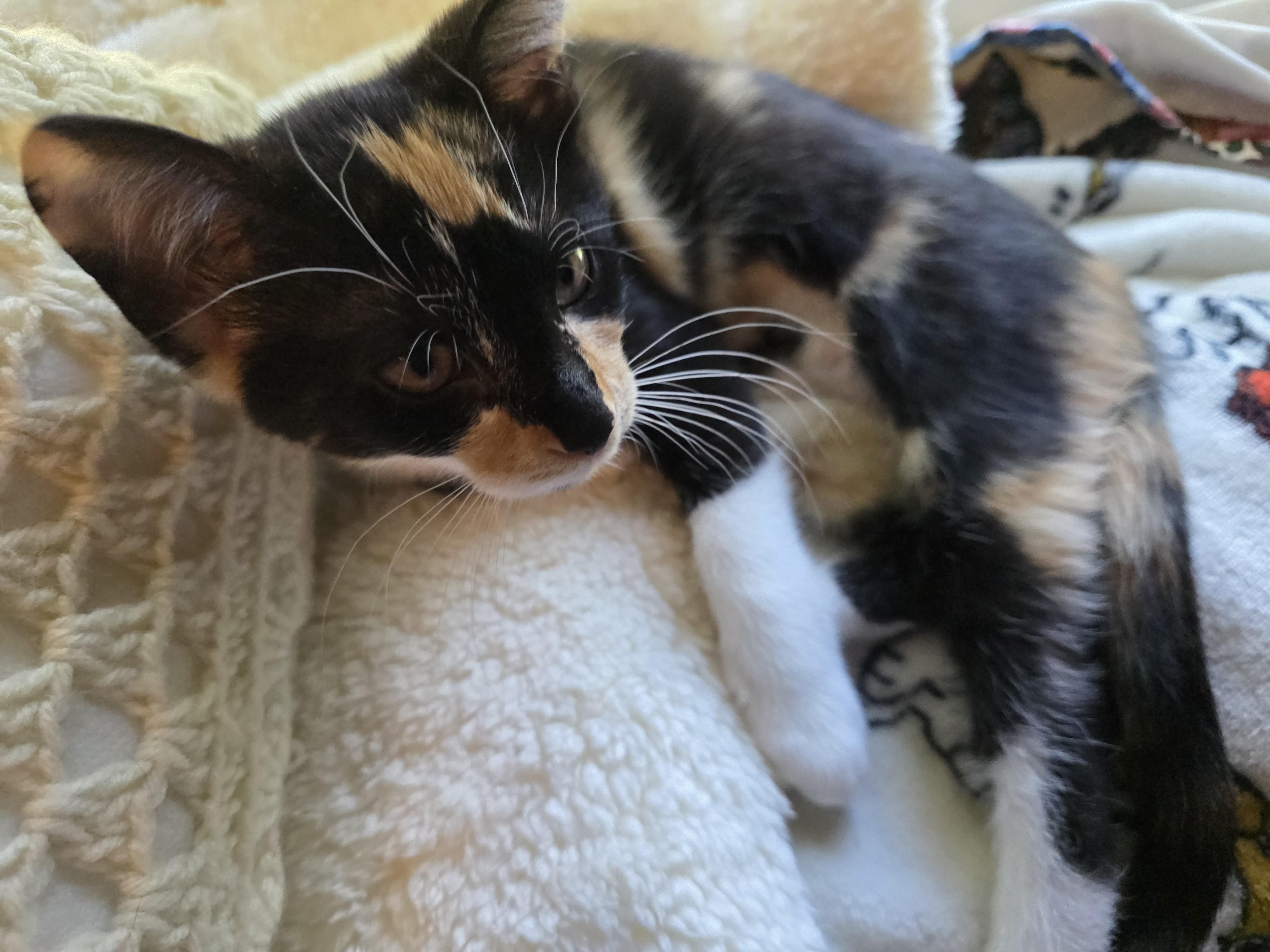 Enlarge Cali, a Adoptable Domestic Short Hair in Ashland, VA image 2/3