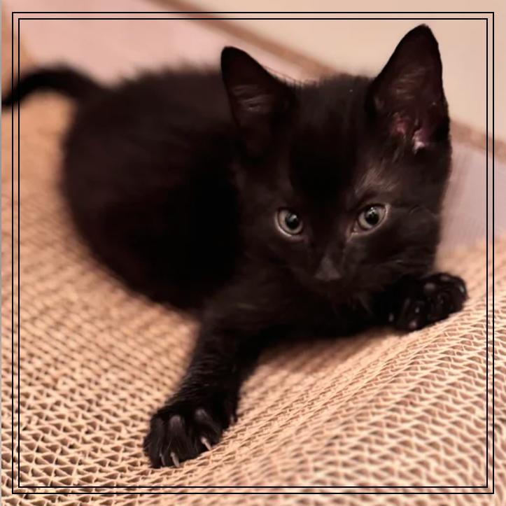 Enlarge Flossie, a Adoptable Domestic Short Hair in Monroe, MI image 1/1