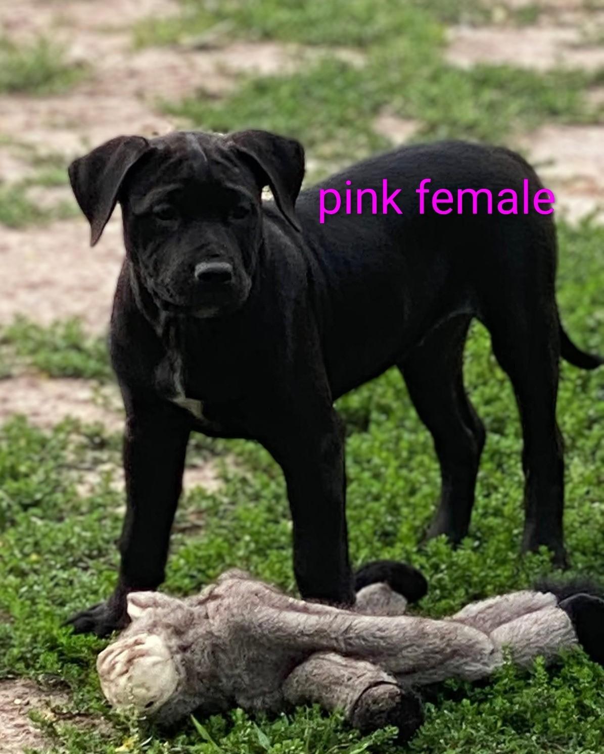 KATARINA 3 PUPPIES, a ADOPTABLE mixed breed in Chapel Hill, NC image 6/6