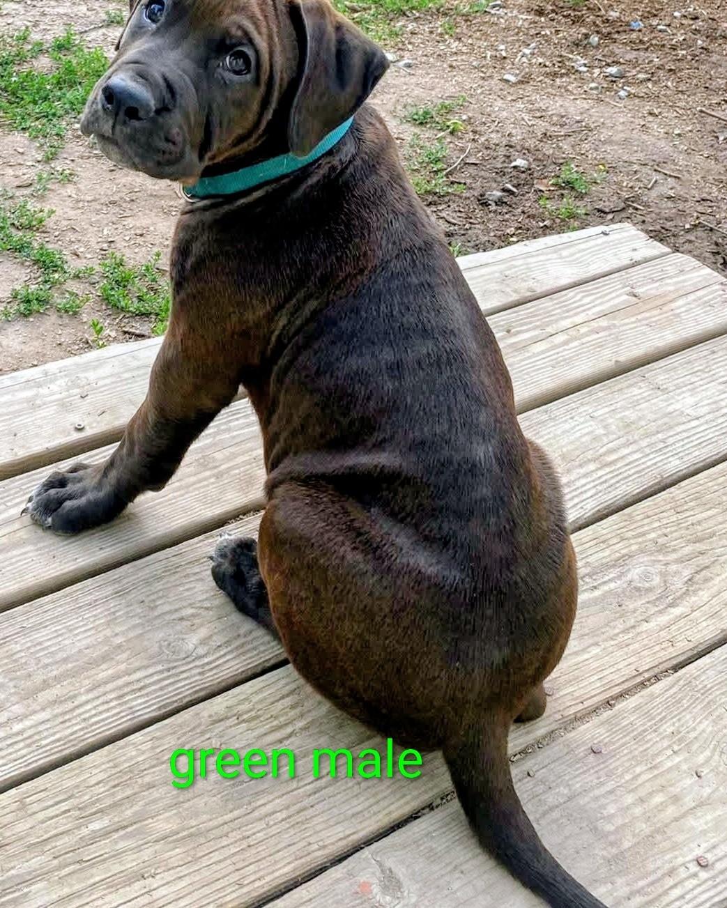 KATARINA 3 PUPPIES, a ADOPTABLE mixed breed in Chapel Hill, NC image 5/6