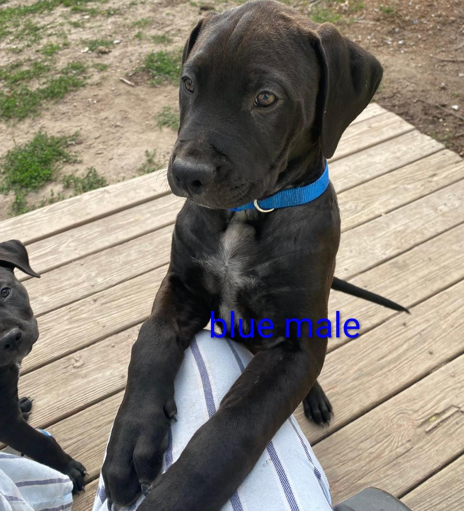KATARINA 3 PUPPIES, a ADOPTABLE mixed breed in Chapel Hill, NC image 4/6
