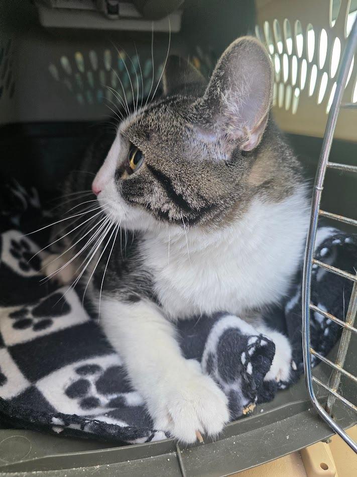 Enlarge Tavern, a Adoptable mixed breed in New Manchester, WV image 3/6