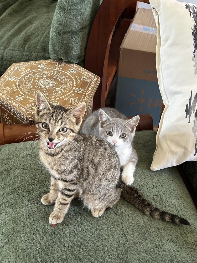 Graham, a Adoptable Domestic Short Hair in Louisa, VA image 1/3