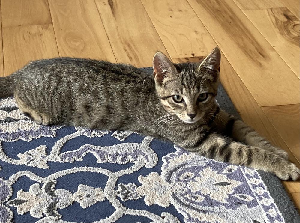 Graham, a Adoptable Domestic Short Hair in Louisa, VA image 2/3