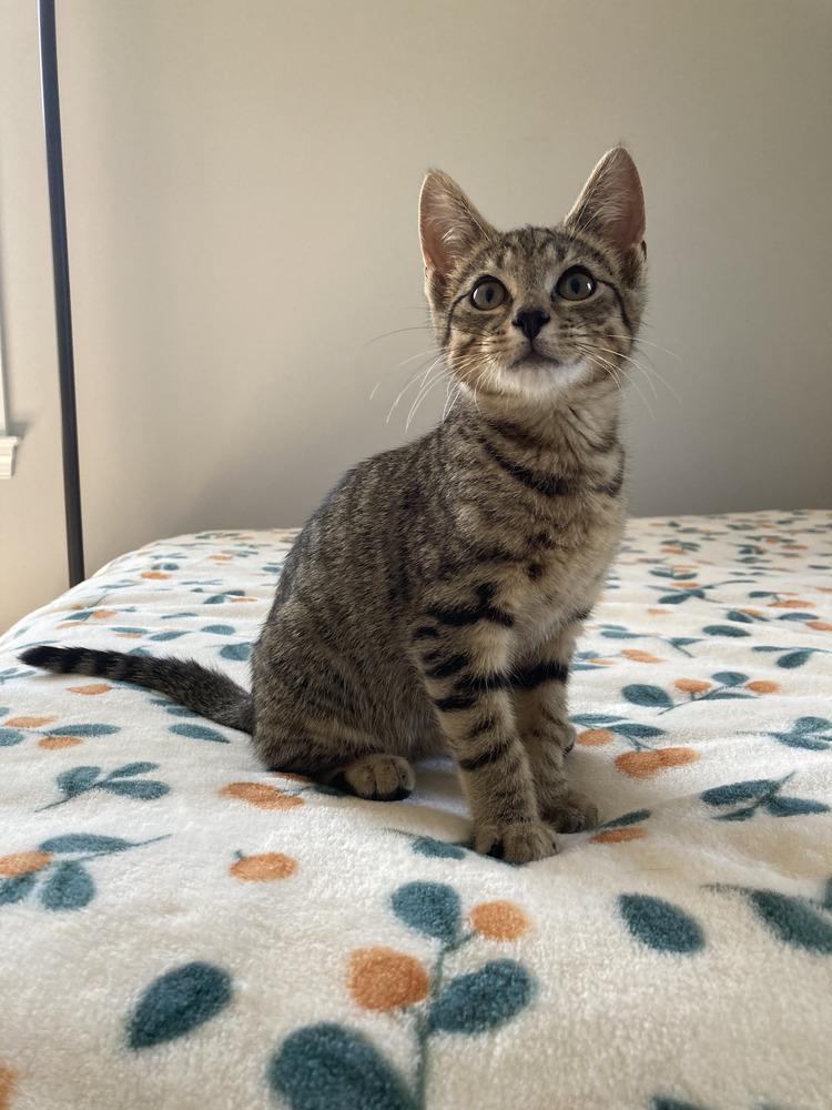 Graham, a Adoptable Domestic Short Hair in Louisa, VA image 3/3