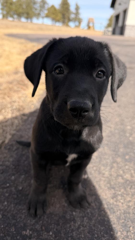 Enlarge Benieres / Tella, a Adoptable mixed breed in Broomfield, CO image 1/2