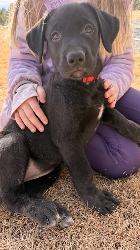 Enlarge Benieres / Tella, a Adoptable mixed breed in Broomfield, CO image 2/2