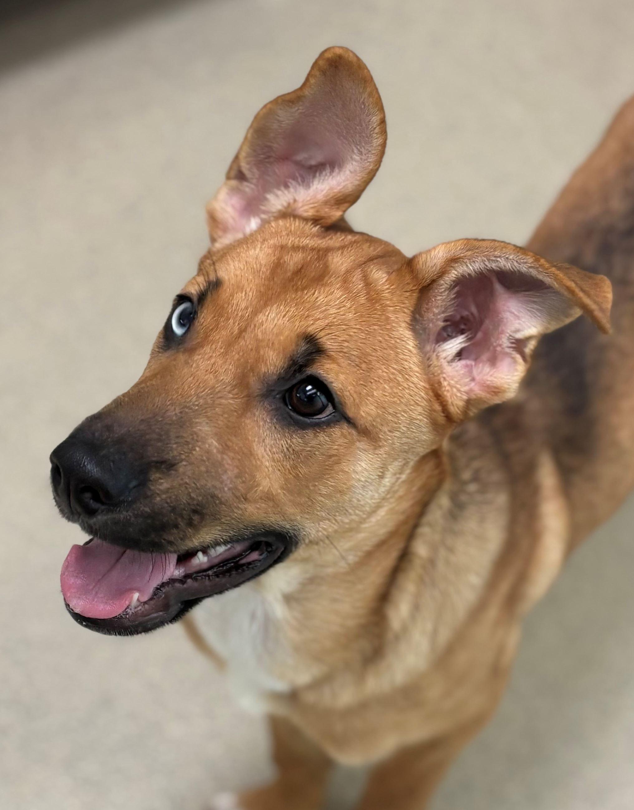 Arizona, a ADOPTABLE mixed breed in Iowa City, IA image 2/2