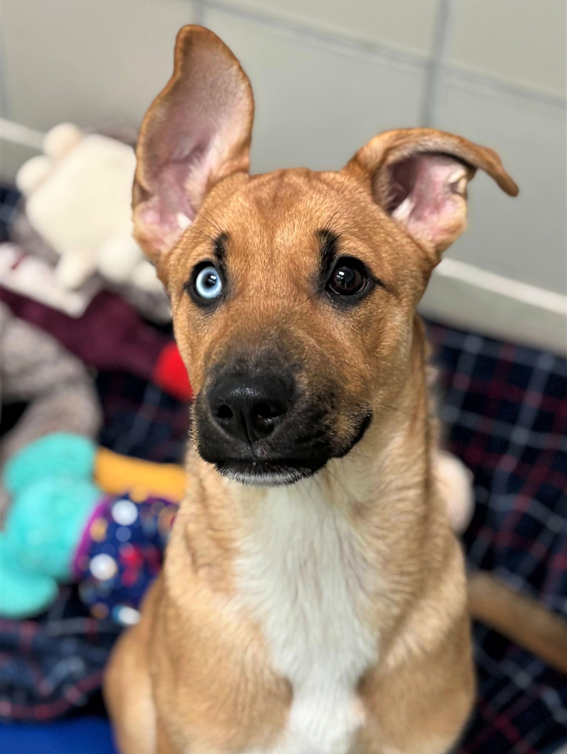 Arizona, ADOPTABLE, Young Female German Shepherd Dog.