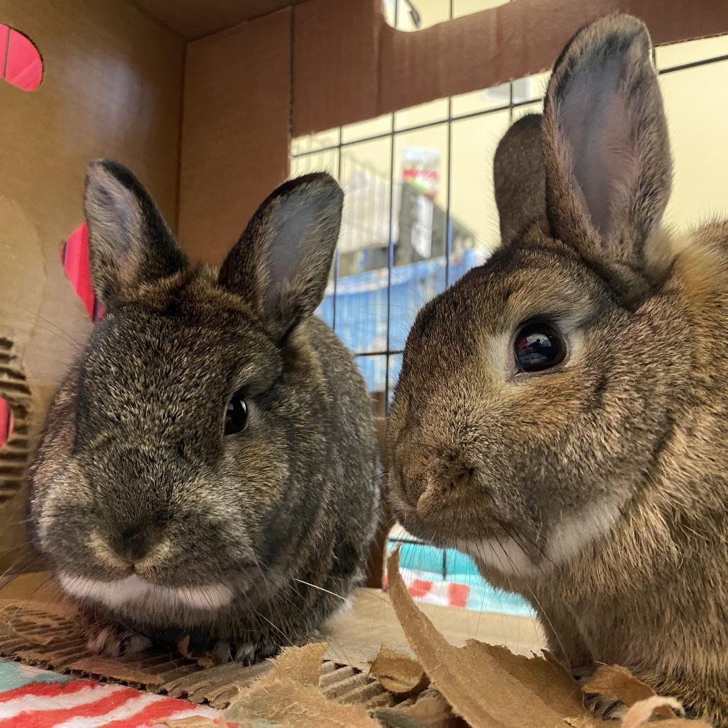 Moira Rose, a Adoptable Netherland Dwarf in Bedford, NH image 1/5