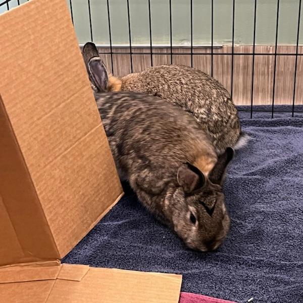 Moira Rose, Adoptable, Adult Female Netherland Dwarf.