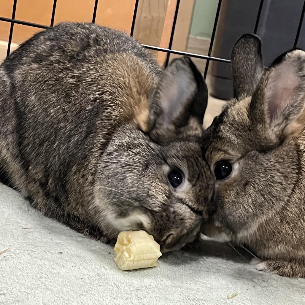Enlarge Moira Rose, a Adoptable Netherland Dwarf in Bedford, NH image 2/6