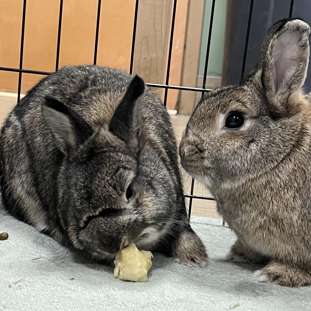 Enlarge Moira Rose, a Adoptable Netherland Dwarf in Bedford, NH image 2/6