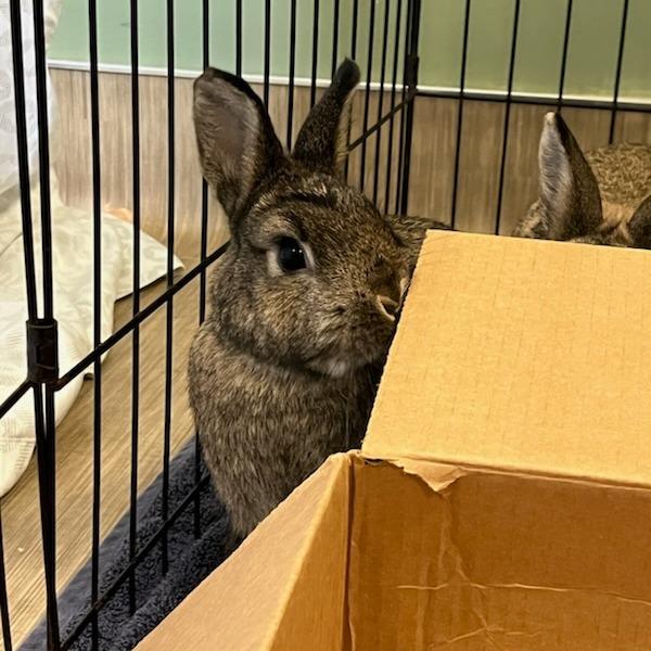 Enlarge Moira Rose, a Adoptable Netherland Dwarf in Bedford, NH image 3/6