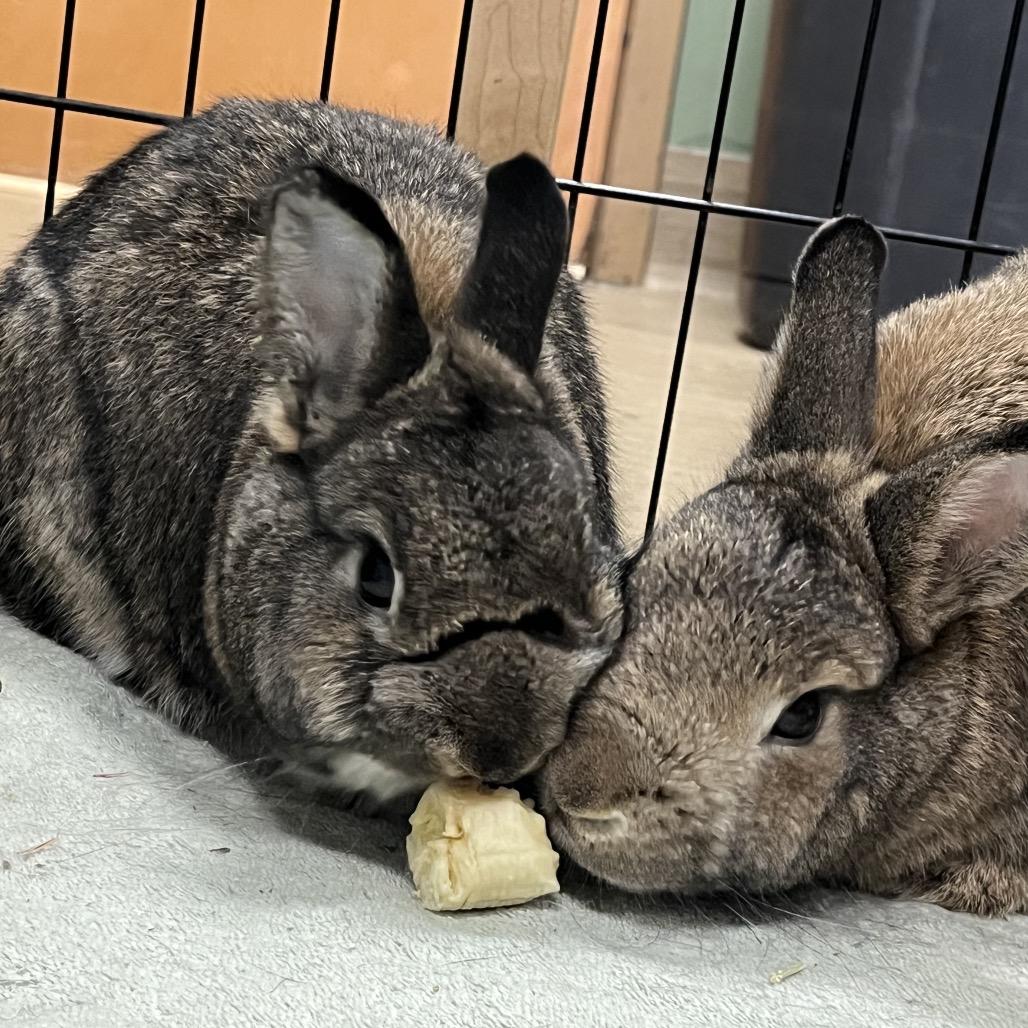 Enlarge Moira Rose, a Adoptable Netherland Dwarf in Bedford, NH image 4/6