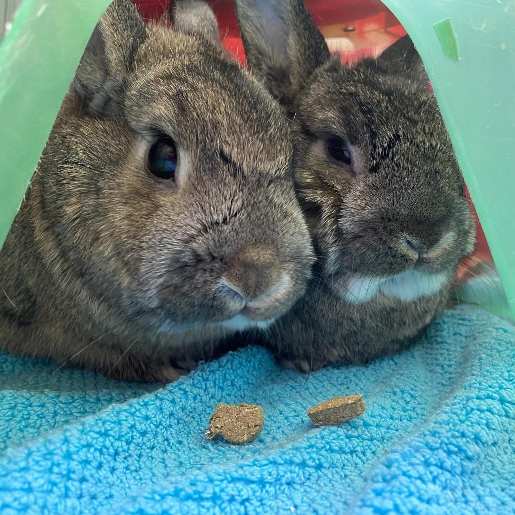 Moira Rose, a Adoptable Netherland Dwarf in Bedford, NH image 5/5