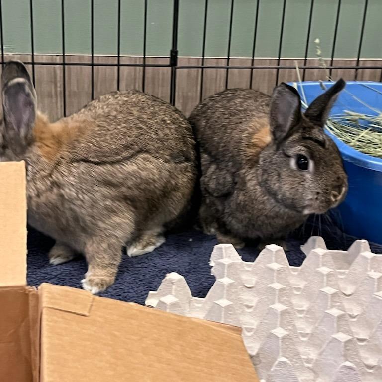 Enlarge Moira Rose, a Adoptable Netherland Dwarf in Bedford, NH image 4/6