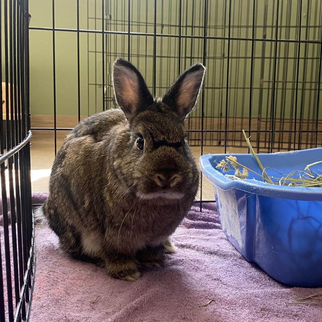 Enlarge Moira Rose, a Adoptable Netherland Dwarf in Bedford, NH image 5/6