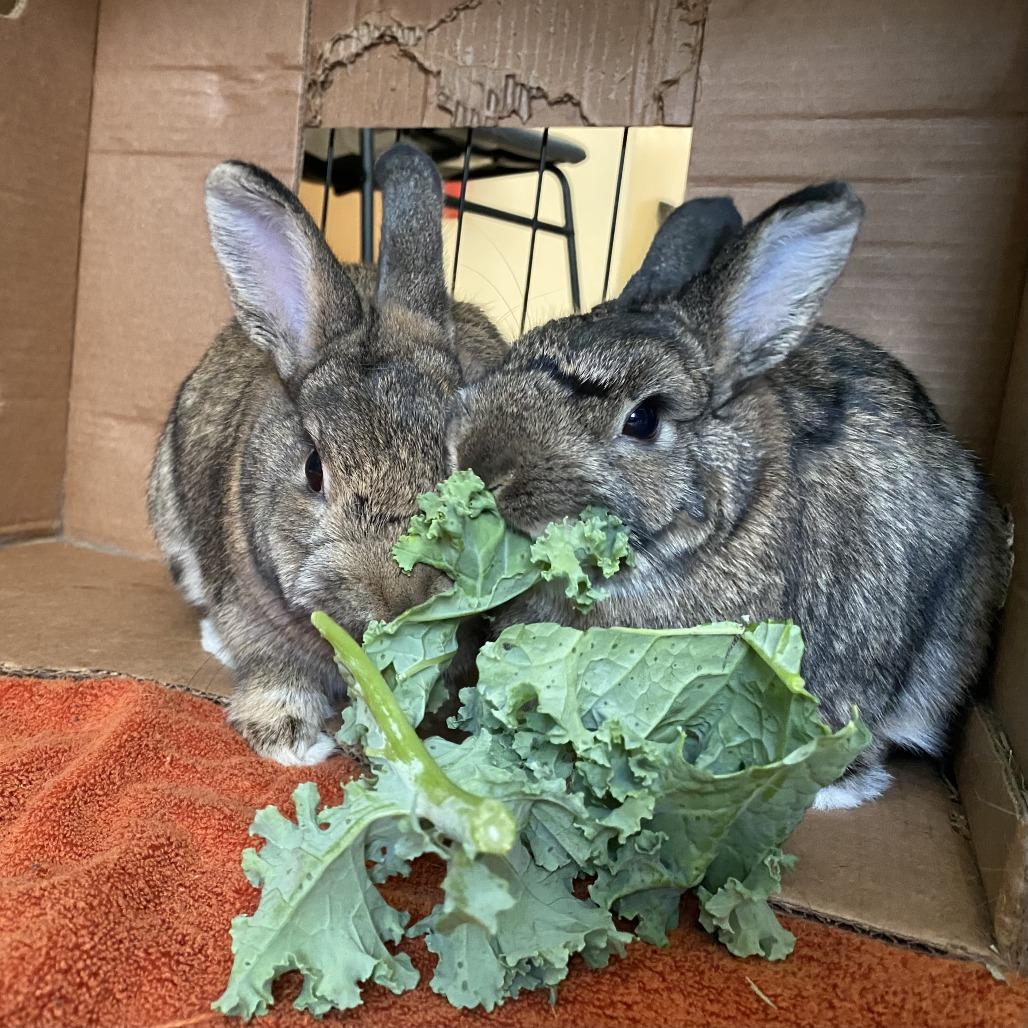 Enlarge Moira Rose, a Adoptable Netherland Dwarf in Bedford, NH image 6/6