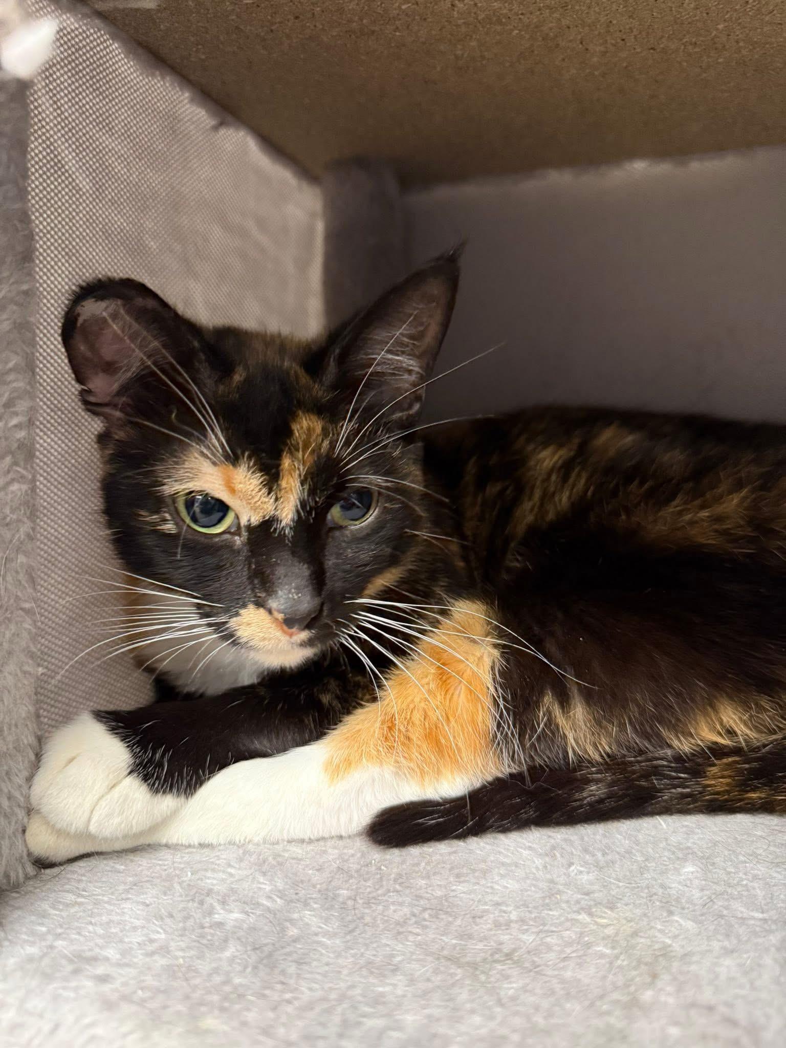 Enlarge Koi, a Adoptable Domestic Short Hair in Momence, IL image 1/2