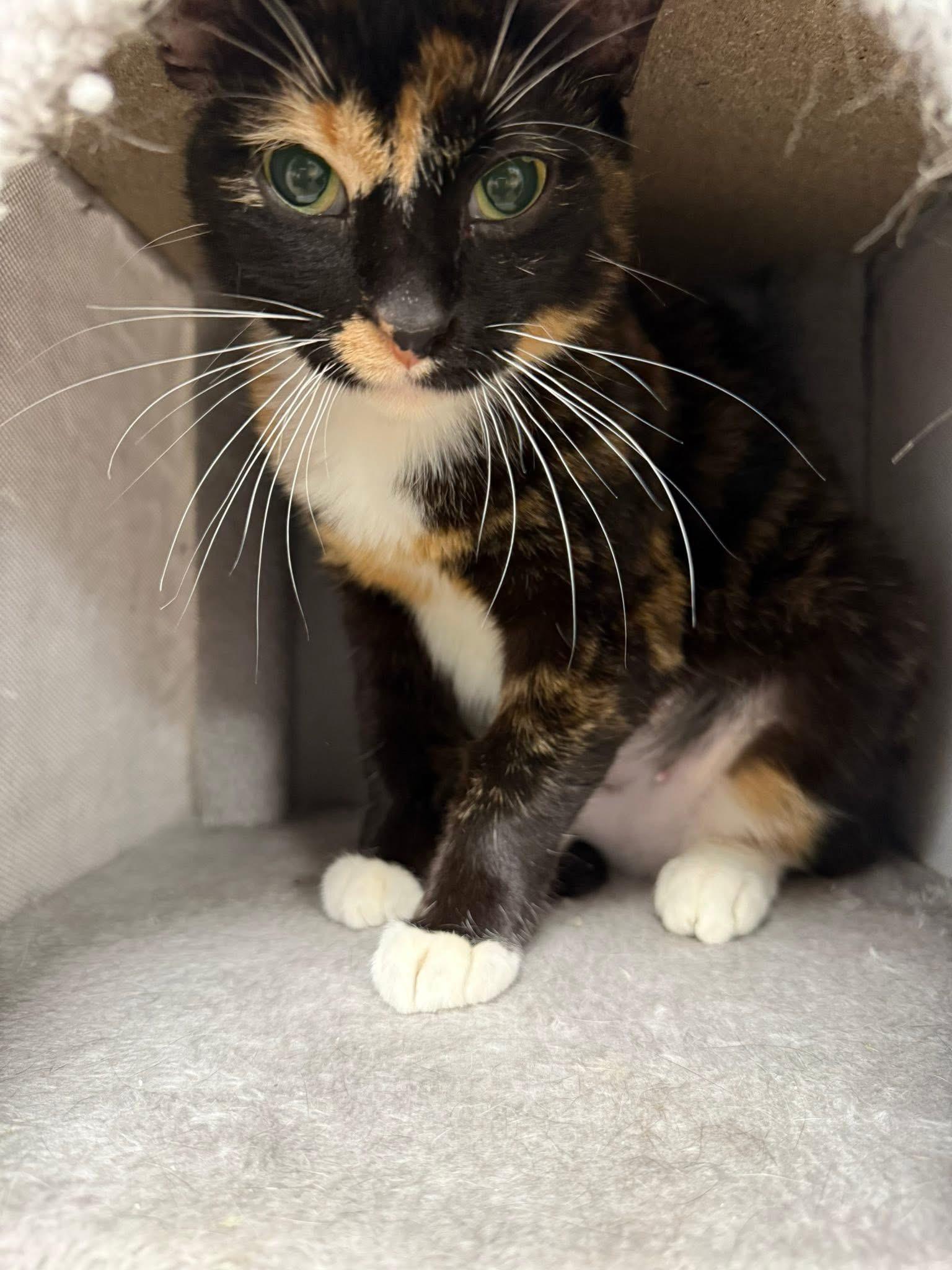 Enlarge Koi, a Adoptable Domestic Short Hair in Momence, IL image 2/2