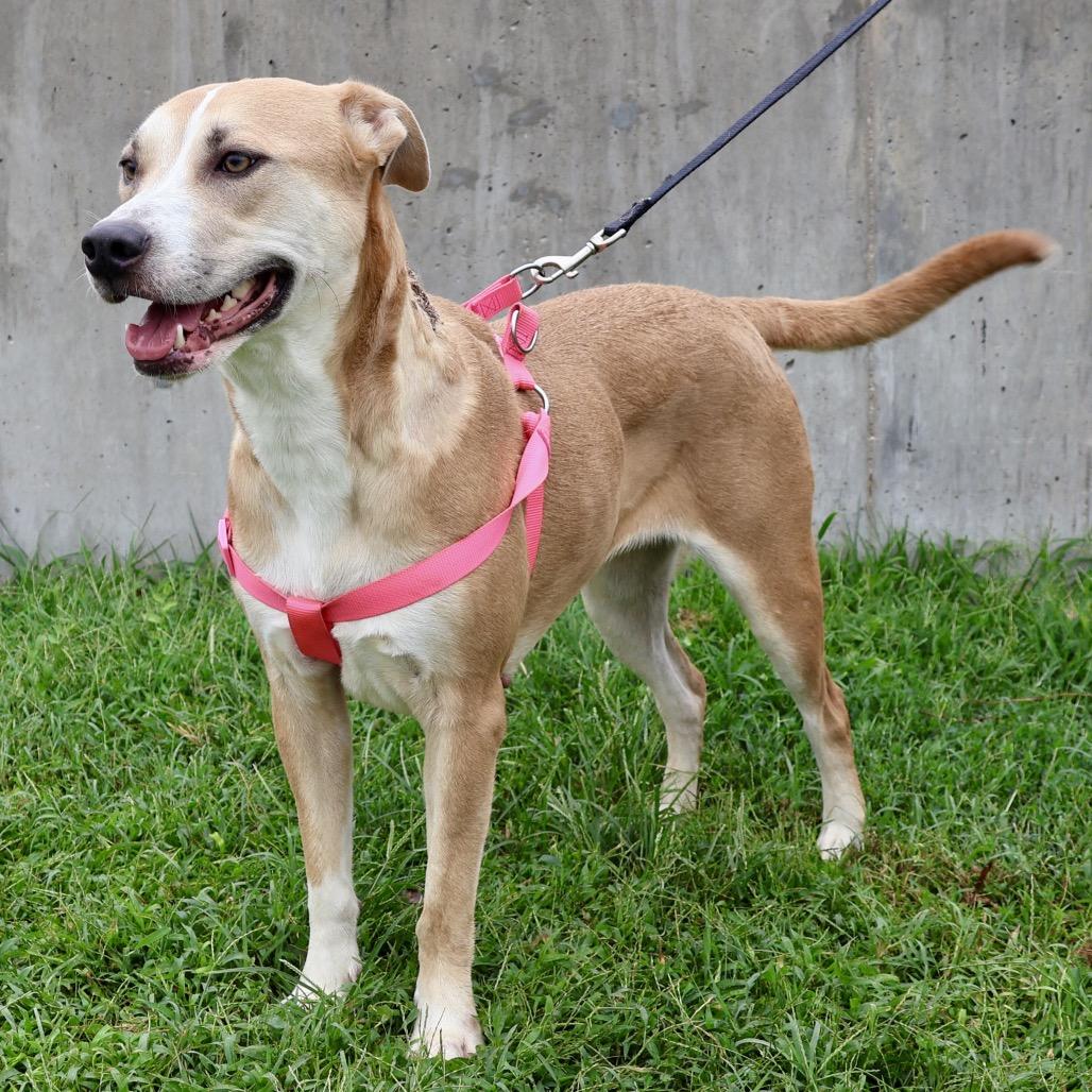 Luci, Adoptable, Adult Female Mixed Breed.