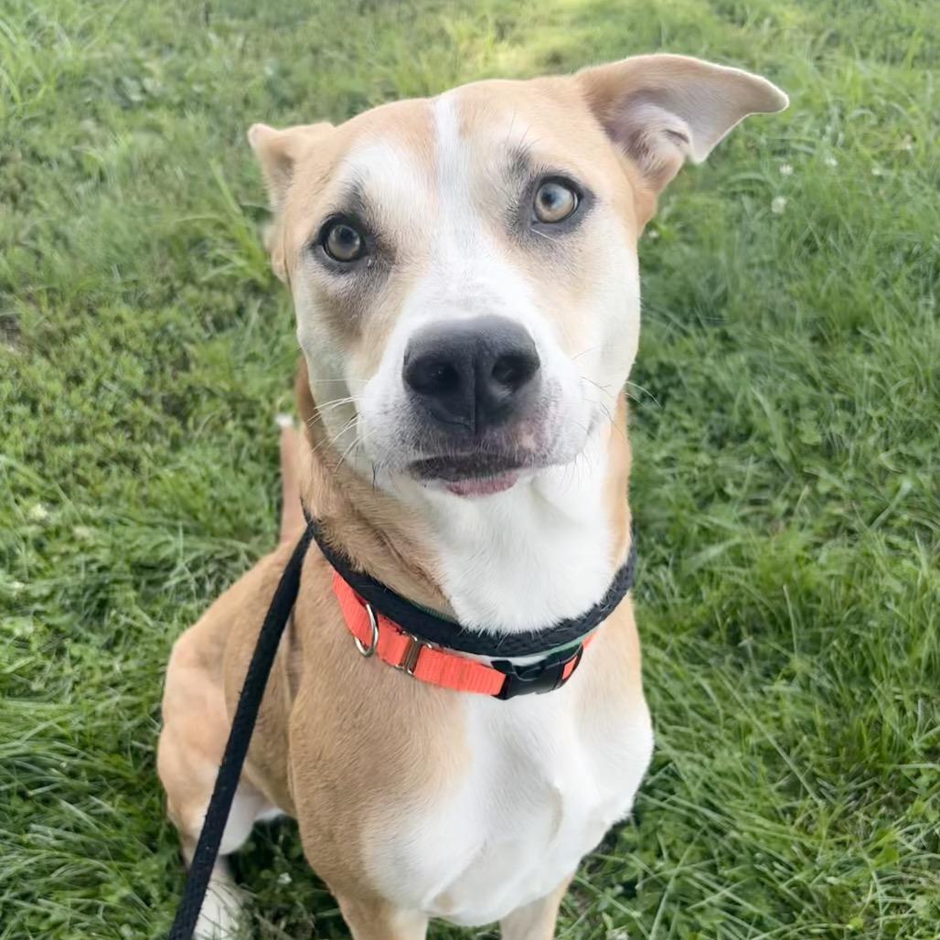 Luci, a Adoptable Mixed Breed in St Joseph, MO image 1/3