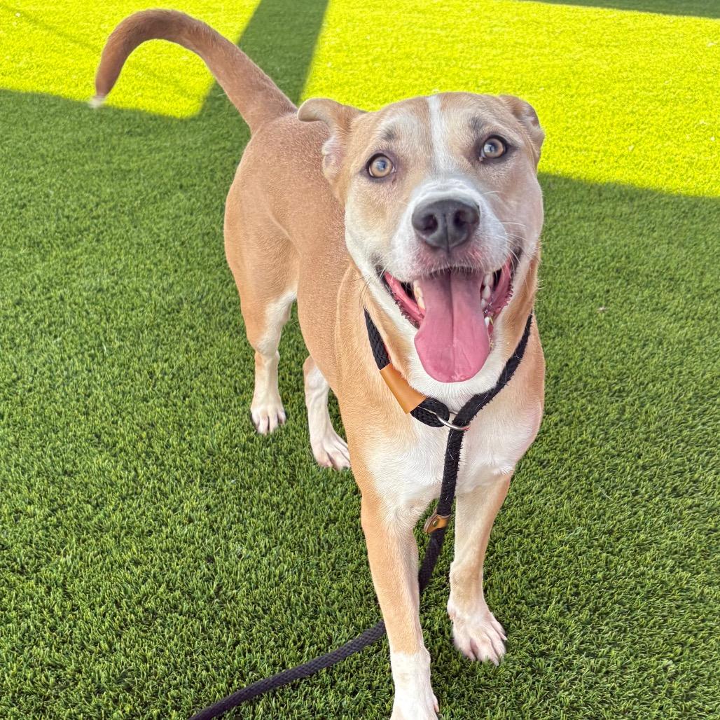 Luci, a Adoptable Mixed Breed in St Joseph, MO image 3/4