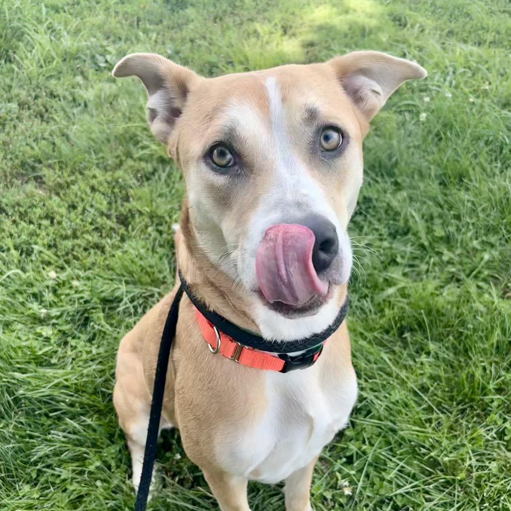Luci, a Adoptable Mixed Breed in St Joseph, MO image 2/3